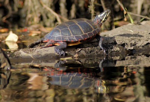 Eastern Painted Turtle