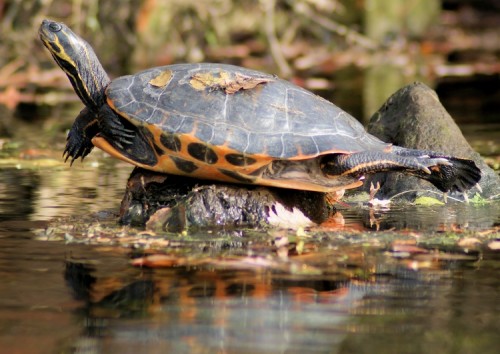 Red-bellied Turtle
