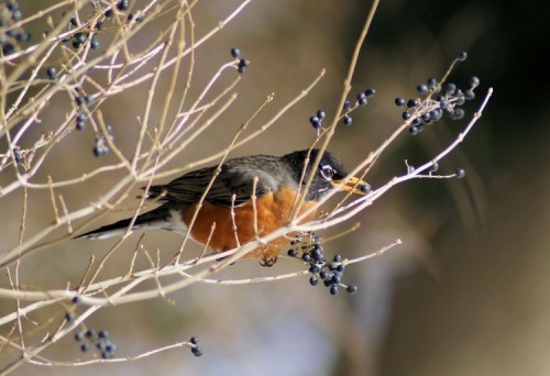 American Robin