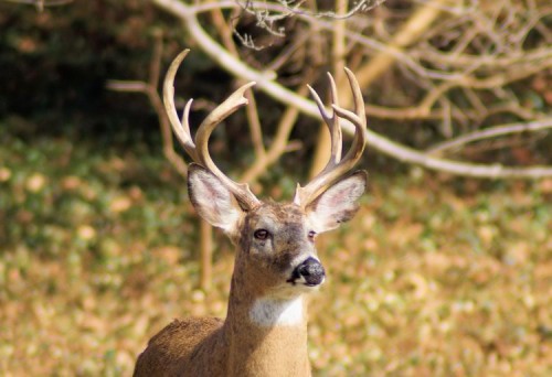 Older Buck