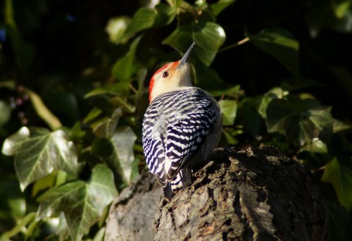 Red-bellied Woodpecker