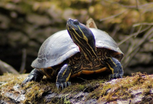 Red-eared Slider on Carmans River.