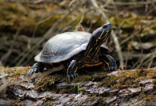 Red-eared Slider in March.