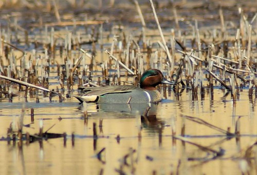 Green-winged Teal