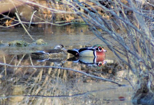 woodduck004