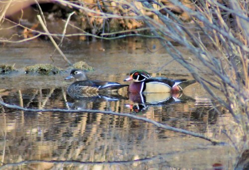 Wood Ducks at David Weld Sanctuary.