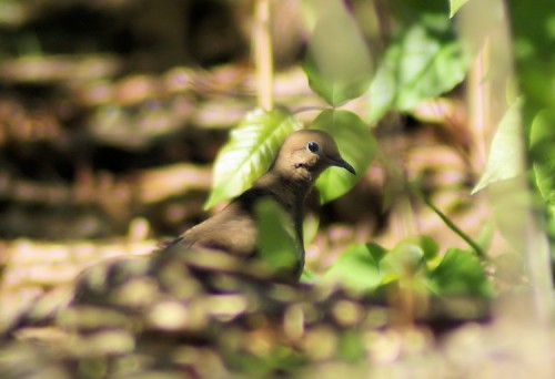 Mourning Dove