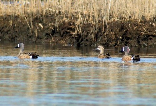 Blue-winged Teals