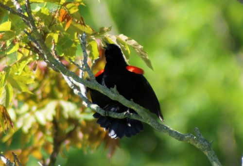 Red-winged Blackbird