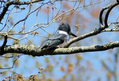 Belted Kingfisher at Carmans River.