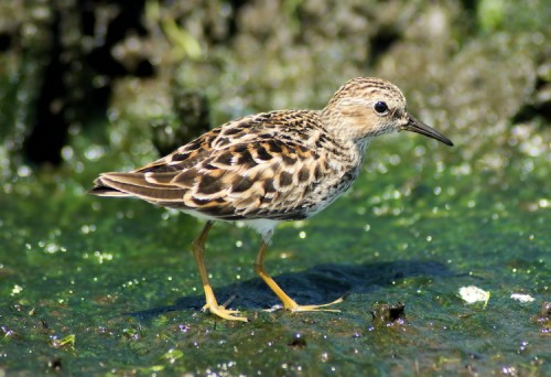 Least Sandpiper