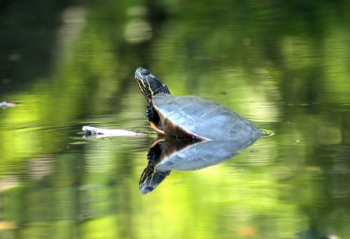 Painted Turtle on Carmans River.