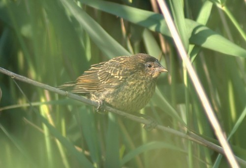 A recently fledged Red-wing Blackbird.
