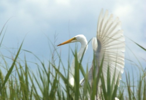 Great Egret on Carmans River.