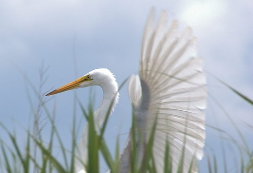 Great Egret pic with tight crop.