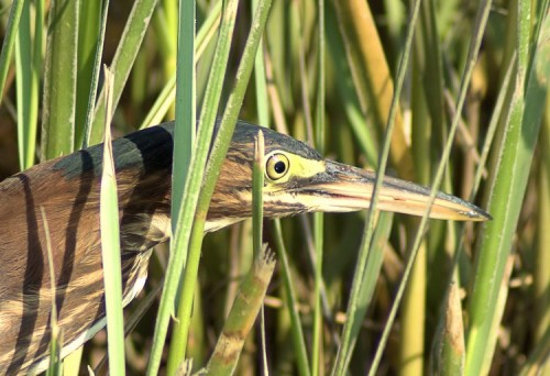 Green Heron at Stony Brook Harbor.