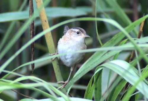 Marsh Wren