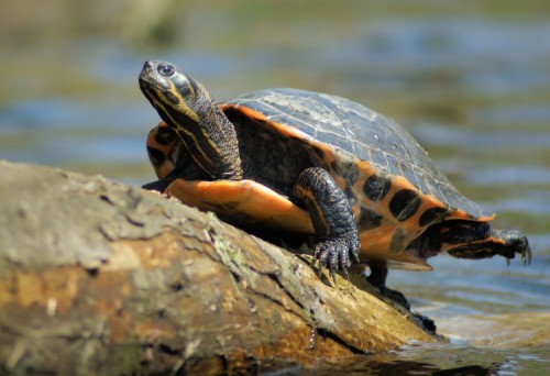 Red-bellied Turtle