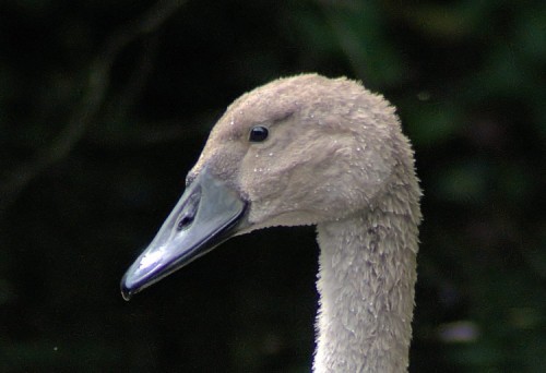 Mute Swan Cygnet