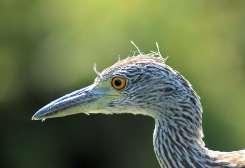 Black-crowned Juvenile