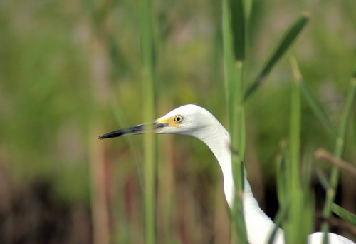 Snowy Egret