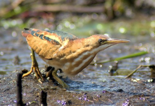 Least Bittern