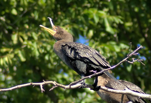 Cormorant enjoying a joke with friends.