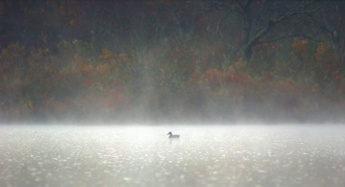 A Mallard in the early morning mist.
