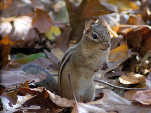 Chipmunk at Avalon.