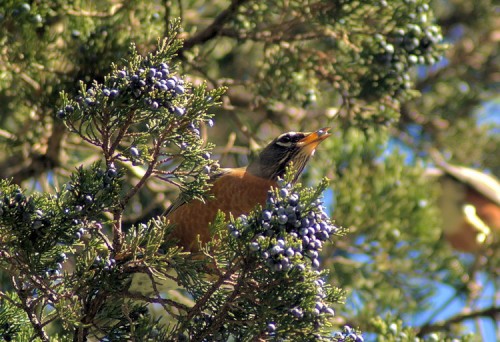 Robin eating Juniper berries at Avalon Preserve.