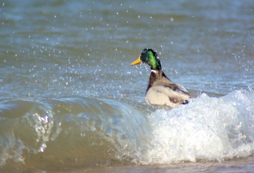 Hanging two webbed feet and a bill.