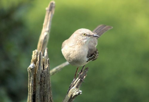 Northern Mockingbird