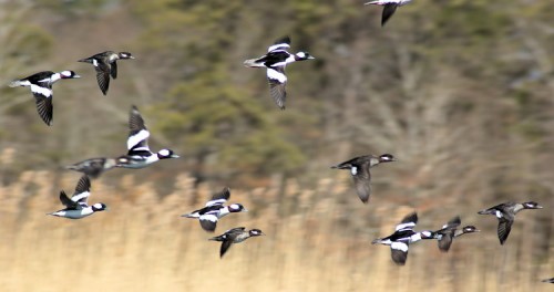 A flock of Buffleheads.