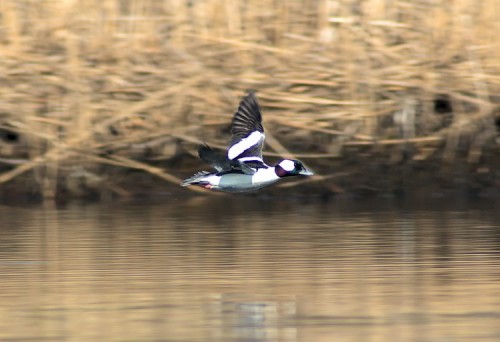 Male Bufflehead