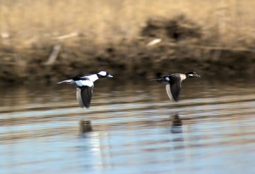 Buffleheads, male at left, female at right.