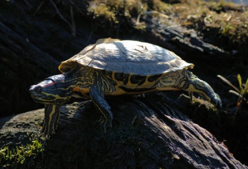 Sleeping Red-eared Slider.