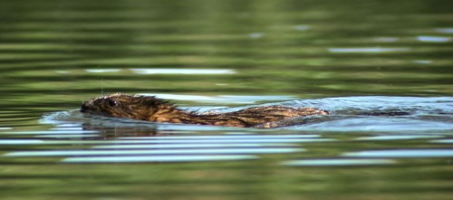 One of the residents of Muskrat Alley.