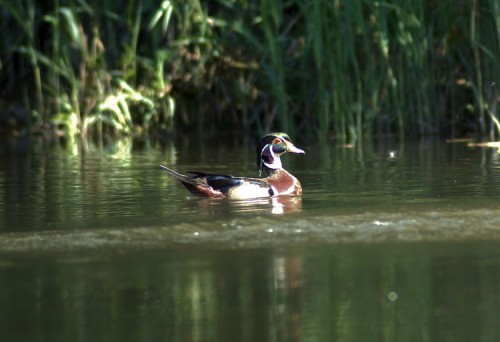 Wood Duck on the Nissequogue River.