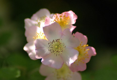 Multiflora Rose