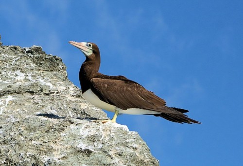Brown Booby in Costa Rica