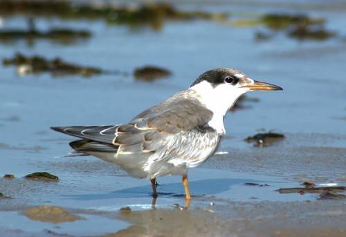 Juvenile Common Tern