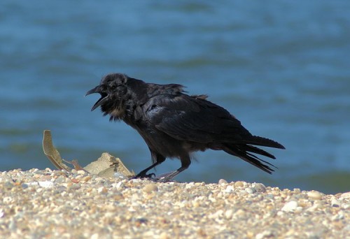 Fish Crow at West Meadow Beach