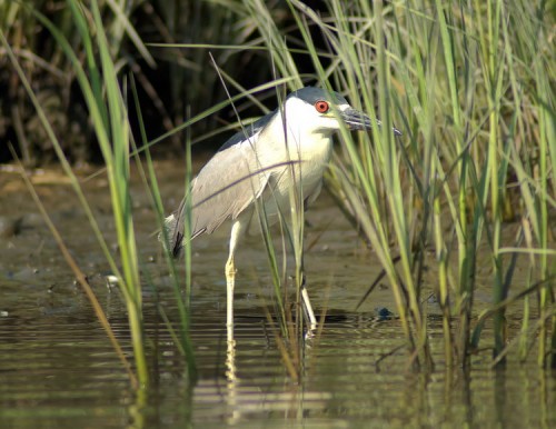 Black-crowned Night Heron