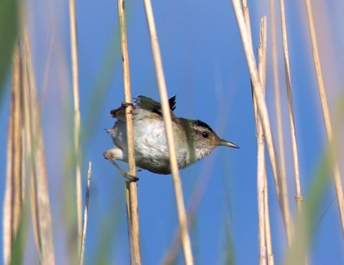 Cute little buggeres, aren't they?