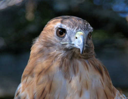 Red-tailed Hawk