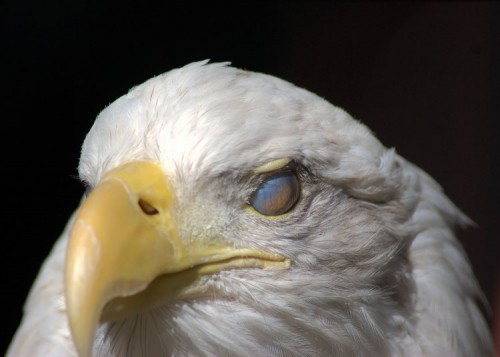 Zombie Eagle