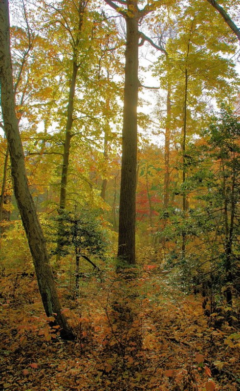 Autumn at David Weld