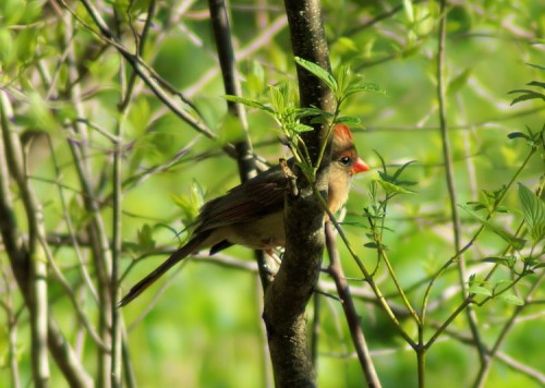 Female Cardinal at Avalon Preserve.