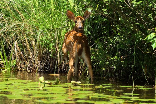 Bambi in the brook.