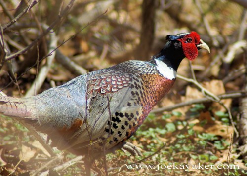 Ring-necked Pheasant at Twin Oaks Horse Sanctuary